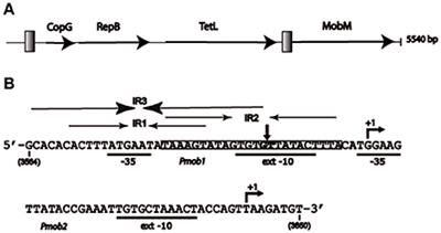 Relaxase MobM Induces a Molecular Switch at Its Cognate Origin of Transfer